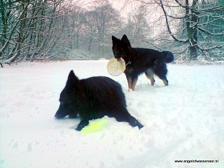 Samen met Balou in de sneeuw